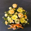愛知県犬山市花の香花園の花　キューティー・イエロー