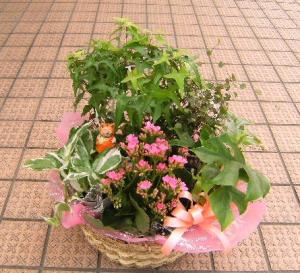 ジャングル化計画｜「花の香花園」　（愛知県犬山市の花キューピット加盟店 花屋）のブログ