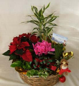 もうすぐクリスマスですね。　（犬山市）｜「花の香花園」　（愛知県犬山市の花キューピット加盟店 花屋）のブログ