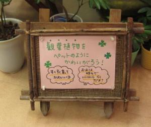 観葉植物は、ペットだよ　(*≧∇≦*)　（犬山市）｜「花の香花園」　（愛知県犬山市の花キューピット加盟店 花屋）のブログ