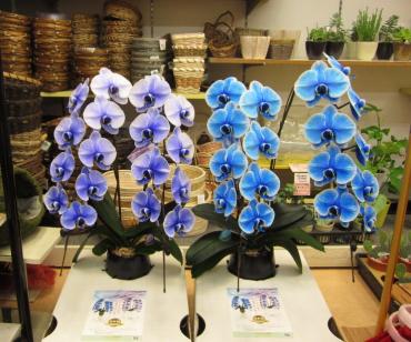 びっくりさせる 自信 があります！　(≧▽≦) （犬山市）｜「花の香花園」　（愛知県犬山市の花キューピット加盟店 花屋）のブログ