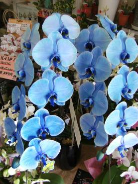 ♪ 青いこちょうらん　♪　（犬山市）｜「花の香花園」　（愛知県犬山市の花キューピット加盟店 花屋）のブログ