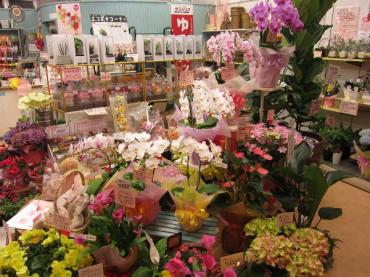 母の日でお花がいっぱいだよ。　(*^^*)｜「花の香花園」　（愛知県犬山市の花キューピット加盟店 花屋）のブログ