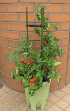 普通のトマトが、食べられなくなる 「トマト」！？　（犬山市）｜「花の香花園」　（愛知県犬山市の花キューピット加盟店 花屋）のブログ