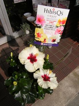 暑い夏に、花もちのいいハイビスカス♪あります・犬山市｜「花の香花園」　（愛知県犬山市の花キューピット加盟店 花屋）のブログ