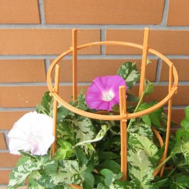 夏のお花　（鉢植編）　｜「花の香花園」　（愛知県犬山市の花キューピット加盟店 花屋）のブログ