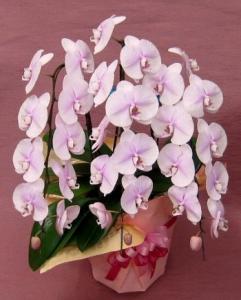 ご注文のこちょうらん、本日お届けしました。　（犬山市）｜「花の香花園」　（愛知県犬山市の花キューピット加盟店 花屋）のブログ