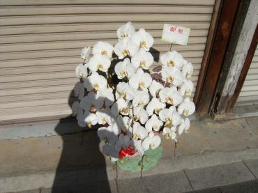 お祝いに、立派なコチョウランです♪｜「花の香花園」　（愛知県犬山市の花キューピット加盟店 花屋）のブログ