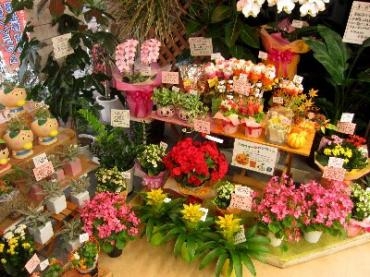 お店には、秋のお花がいろいろですよ。　o(^-^)o｜「花の香花園」　（愛知県犬山市の花キューピット加盟店 花屋）のブログ