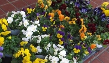 ご注文のお花の紹介♪｜「花の香花園」　（愛知県犬山市の花キューピット加盟店 花屋）のブログ