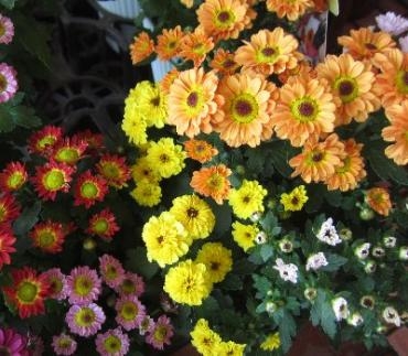 なんでだろう？　秋の花　　(^_^;)｜「花の香花園」　（愛知県犬山市の花キューピット加盟店 花屋）のブログ