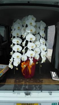 開院御祝の胡蝶蘭鉢植えです♪｜「花の香花園」　（愛知県犬山市の花キューピット加盟店 花屋）のブログ