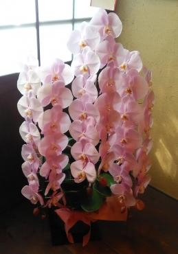 御祝に、胡蝶蘭の贈り物です！｜「花の香花園」　（愛知県犬山市の花キューピット加盟店 花屋）のブログ
