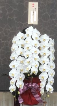 御祝 胡蝶蘭 です。｜「花の香花園」　（愛知県犬山市の花キューピット加盟店 花屋）のブログ