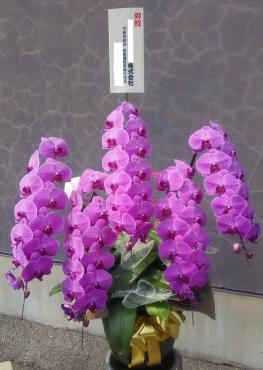 御祝 胡蝶蘭 の贈り物です♪｜「花の香花園」　（愛知県犬山市の花キューピット加盟店 花屋）のブログ