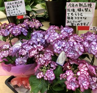 母の日の贈り物♪新品種のアジサイ鉢植えです(≧∇≦)｜「花の香花園」　（愛知県犬山市の花キューピット加盟店 花屋）のブログ