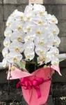 御祝ギフト胡蝶蘭です♪｜「花の香花園」　（愛知県犬山市の花キューピット加盟店 花屋）のブログ