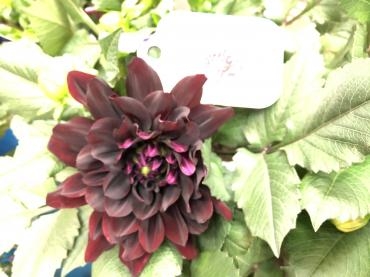 ダリア「黒蝶」入荷しました(≧∇≦)｜「花の香花園」　（愛知県犬山市の花キューピット加盟店 花屋）のブログ
