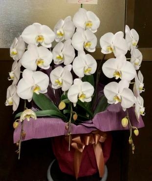 御祝胡蝶蘭です。｜「花の香花園」　（愛知県犬山市の花キューピット加盟店 花屋）のブログ