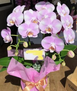 御祝の胡蝶蘭です（≧∇≦）母の日ギフト。。開店お祝い。。｜「花の香花園」　（愛知県犬山市の花キューピット加盟店 花屋）のブログ