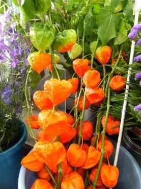 お盆の御供のお花。ほおずき。｜「花の香花園」　（愛知県犬山市の花キューピット加盟店 花屋）のブログ