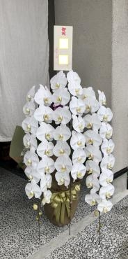 開店お祝いの胡蝶蘭のお届です！｜「花の香花園」　（愛知県犬山市の花キューピット加盟店 花屋）のブログ