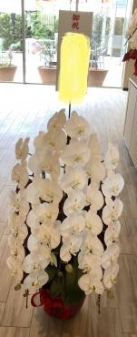 ２０２１年７月１５日（木）にホテルミュースタイルさんがオープンしますね♪｜「花の香花園」　（愛知県犬山市の花キューピット加盟店 花屋）のブログ
