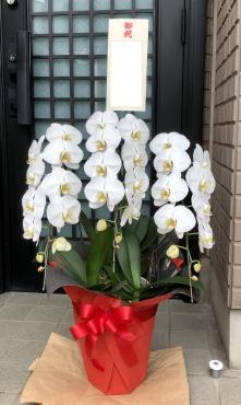 受賞御祝の胡蝶蘭の贈り物です！｜「花の香花園」　（愛知県犬山市の花キューピット加盟店 花屋）のブログ
