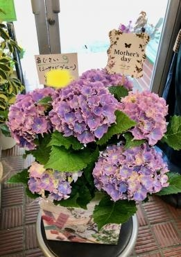母の日ですねヽ(＾。＾)ノ｜「花の香花園」　（愛知県犬山市の花キューピット加盟店 花屋）のブログ