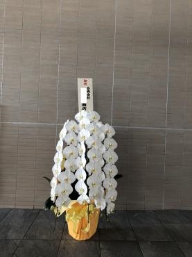 移転新装開店の御祝です。｜「花の香花園」　（愛知県犬山市の花キューピット加盟店 花屋）のブログ