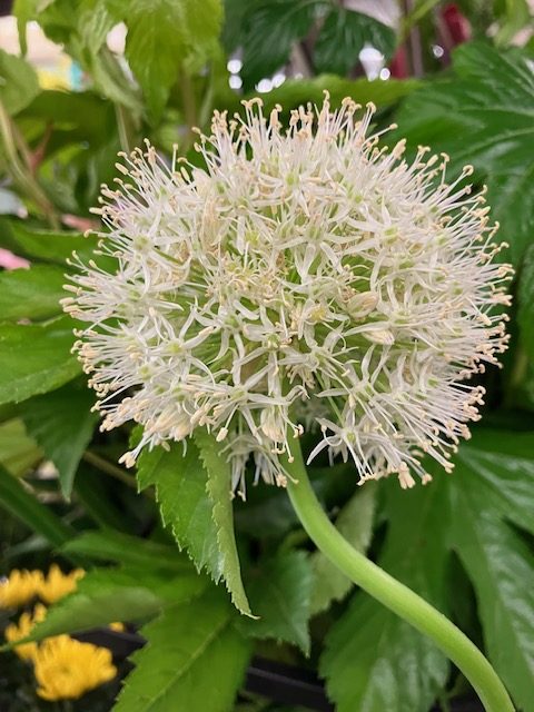 白色のアリアムが珍しいなぁ。。。と、思って(#^^#)｜「花の香花園」　（愛知県犬山市の花キューピット加盟店 花屋）のブログ