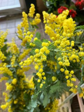 ミモザ、入荷しました(^^♪｜「花の香花園」　（愛知県犬山市の花キューピット加盟店 花屋）のブログ